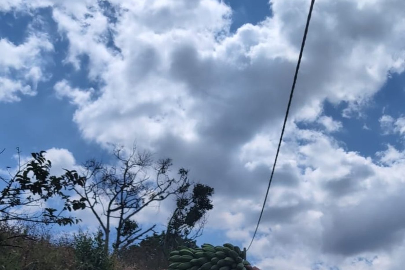 Carrying bananas back from the farm