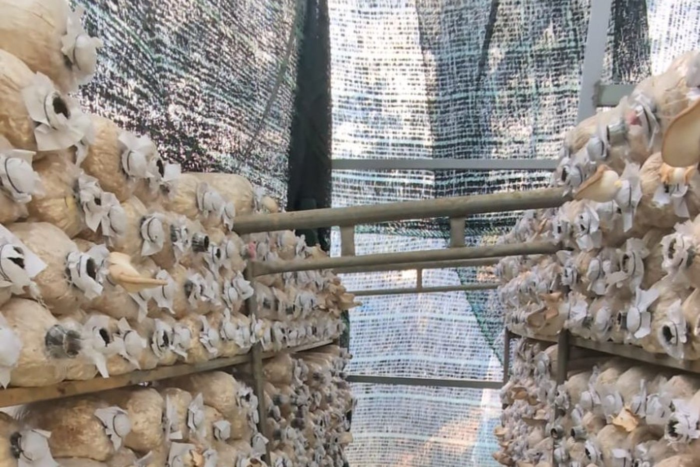 Local mushroom farm — community experience