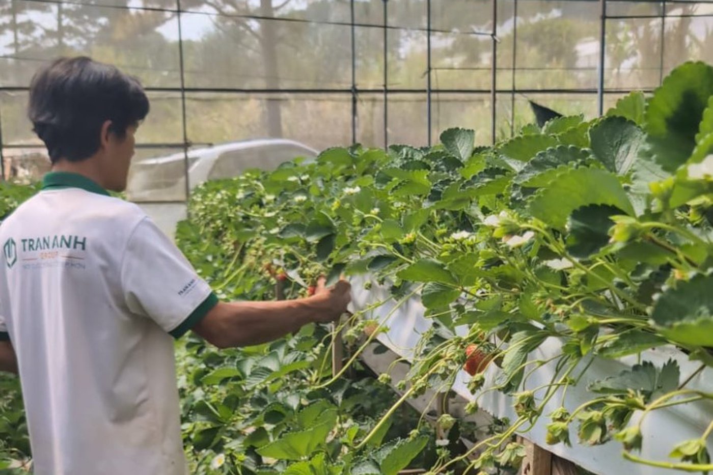 Visiting local strawberry farms near Đà Lạt