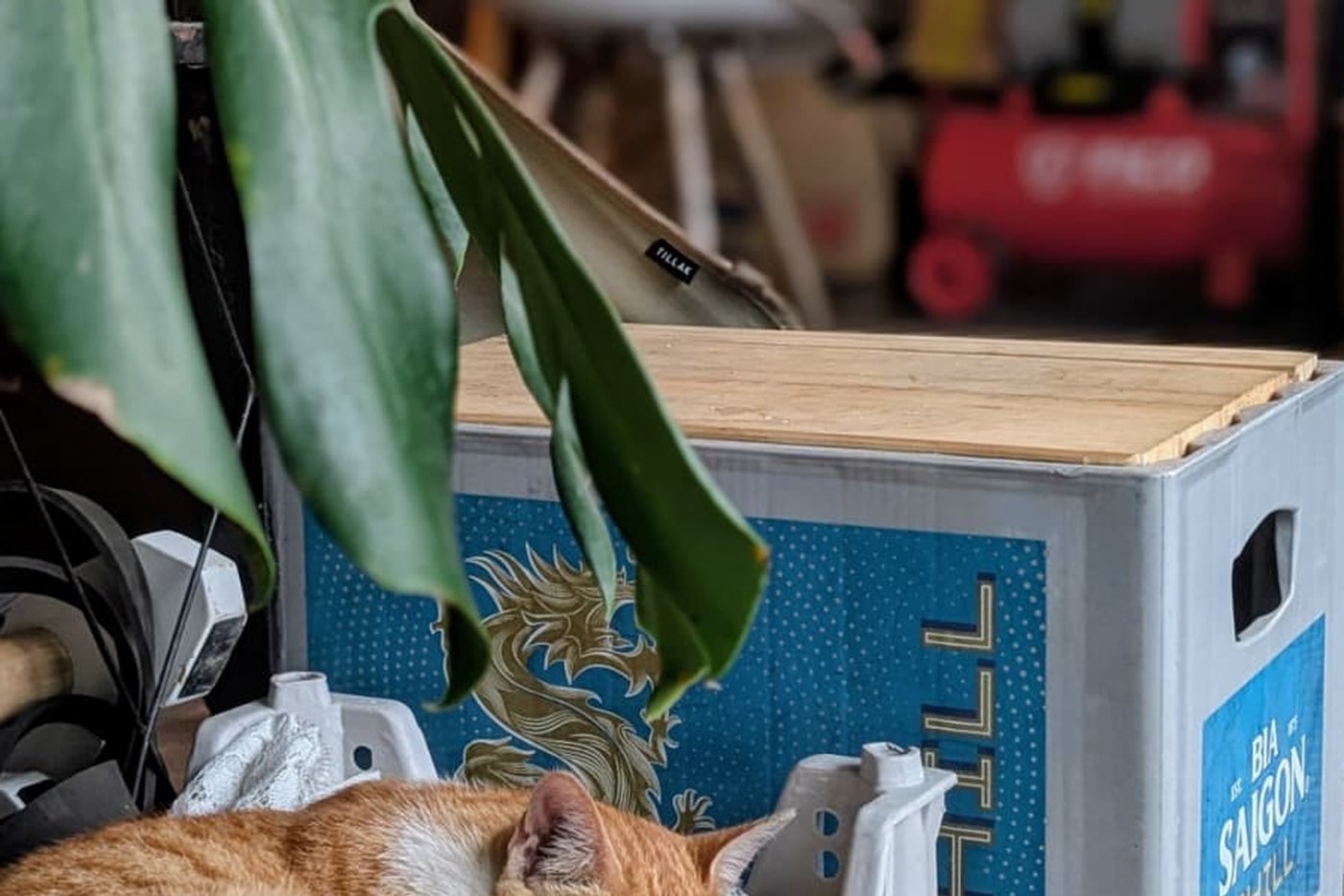 The orange cat at the Bike Hub