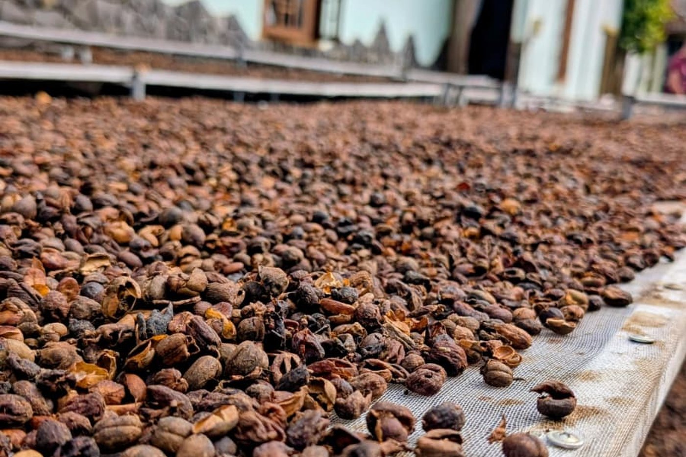 Coffee beans sun-drying near Đà Lạt