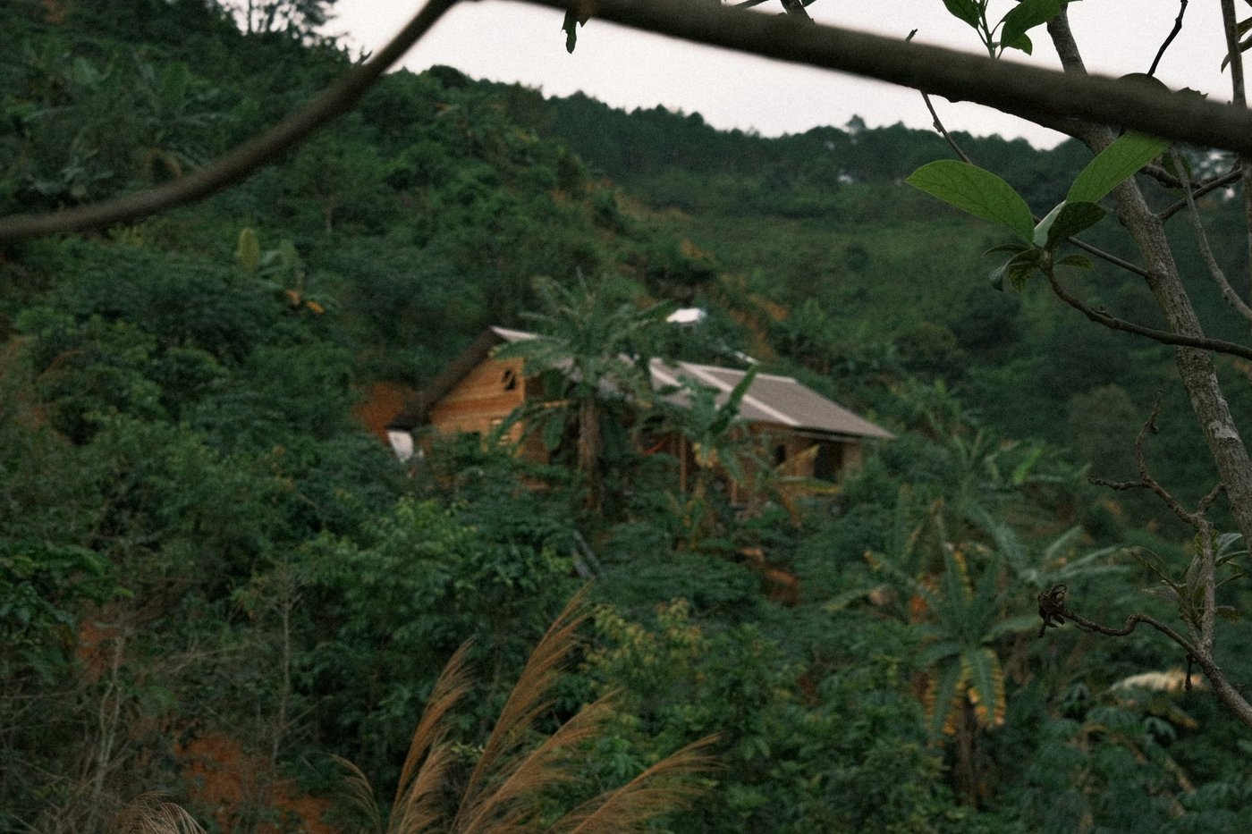 Bruda Club jungle house